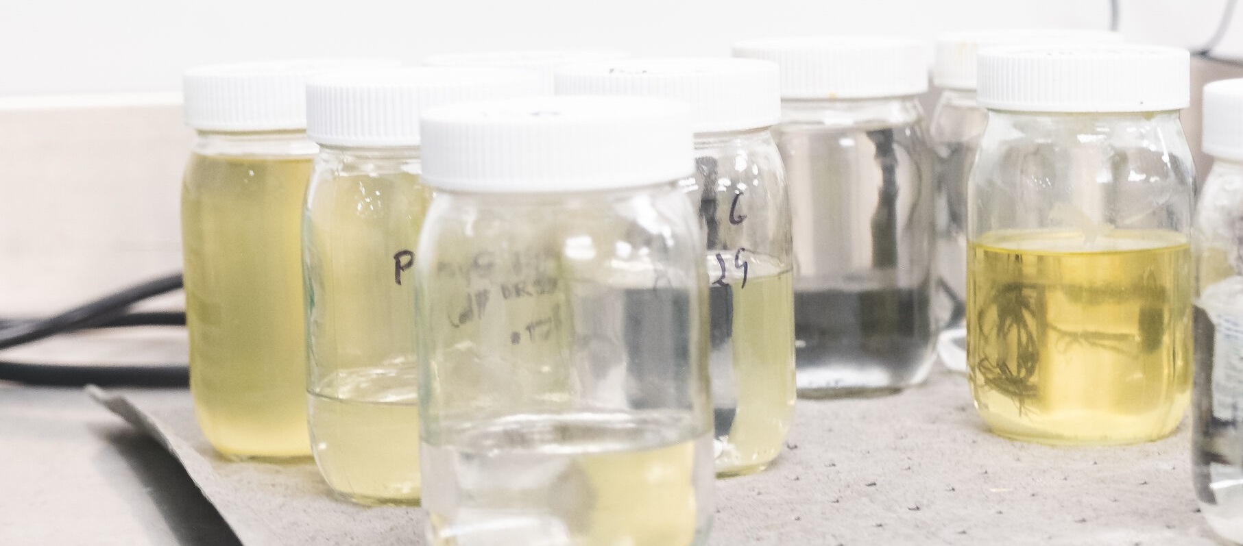 polyurea samples on a table